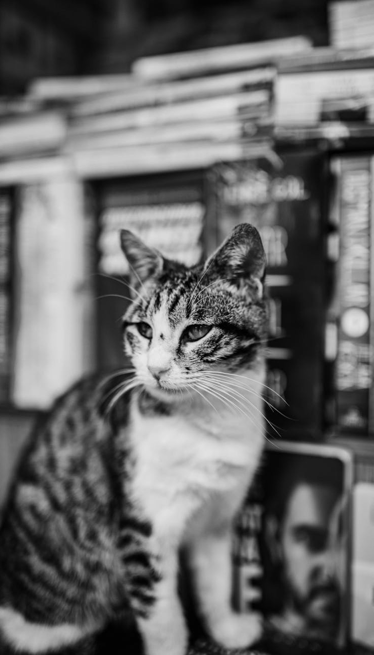 Bodega Cat